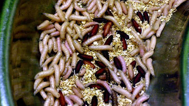 Điều trị bằng giòi maggot: Năm 2004, Cục quản lý Thực phẩm và Dược phẩm Mỹ (FDA) đã chấp thuận việc sử dụng những con giòi maggot để điều trị trên những vết thương không lành. Các nghiên cứu cho thấy việc đặt những con giòi lên vết thương không lành sẽ giúp đẩy nhanh quá trình chữa bệnh bởi chúng sẽ ăn mô chết và để lại mô lành mạnh. Ảnh: Livescience.