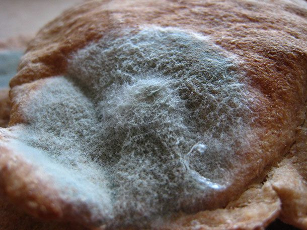 Bánh mỳ mốc: Các nghiên cứu gần đây cho thấy Phycomyces blakesleeanus, một vi khuẩn phổ biến tìm thấy trên bánh mì mốc, có thể giúp chống lại nhiễm trùng vết thương và giúp chữa lành nhanh hơn. Các nhà nghiên cứu đang cố gắng tìm cách để áp dụng phương pháp này chữa lành các vết thương phẫu thuật. Ảnh: Newscientist.