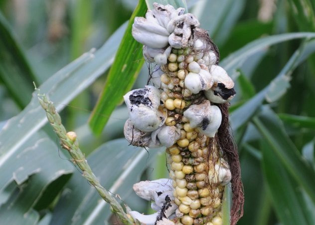 8. Ngô mọc nấm (huitlacoche) của Mexico: Ngô than là một loại nấm có thể biến hạt ngô bình thường tăng trưởng thành khối u. Hầu hết đối với mọi người đó là một bắp ngô hỏng, mang mầm bệnh. Nhưng với người Mexico thì nó là một đặc sản ẩm thực. Họ gọi nó là huitlacoche ("phân ngủ") và thích thú tận hưởng hương vị gỗ của nấm trong món này. Ảnh: Listverse.