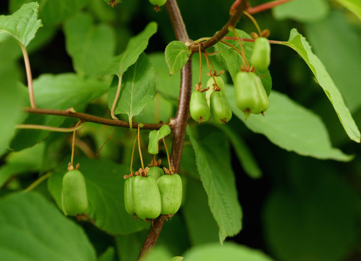 Đây là những trái kiwi khi còn non. Ảnh: Shutterstock.