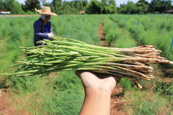 Đây là một bó măng tây đã được đào lên và sẵn sàng để ăn (sau khi chúng được tỉa và làm sạch). Ảnh: Shutterstock.