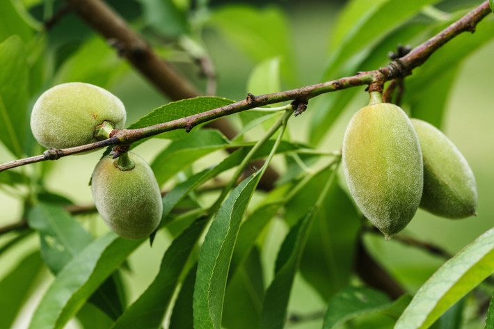 Đây là những trái hạnh nhân trên cành khi còn xanh, trông khá giống quả đào. Ảnh: Shutterstock.