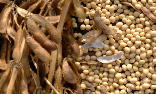 Đậu nành: Thực phẩm này cung cấp kali phong phú. Khi kali thấp, cơ thể giữ mức natri quá nhiều làm tăng huyết áp. Khi kali cao, cơ thể sẽ loại bỏ natri, giữ cho huyết áp hạ xuống. Đậu tương cũng chứa isoflavone, giúp hạ huyết áp. Ảnh: Wonderlist.