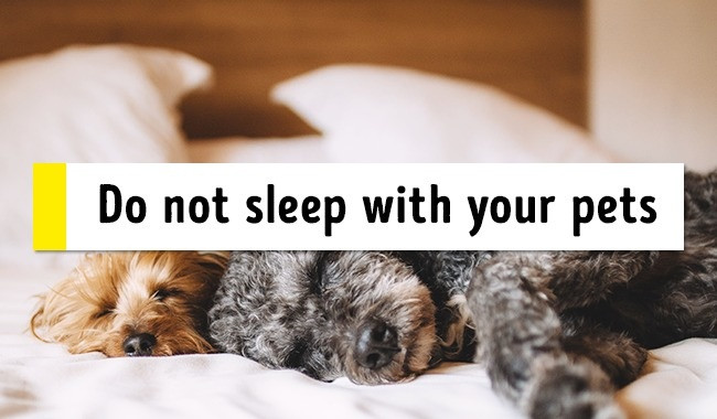 Tuyệt đối không ngủ cùng thú cưng nếu bạn muốn tròn giấc. Ảnh: Pexels.