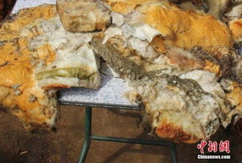 Sau khi bán hết số nấm này, lão nông họ Wang đã thu về số tiền 46.200 USD.