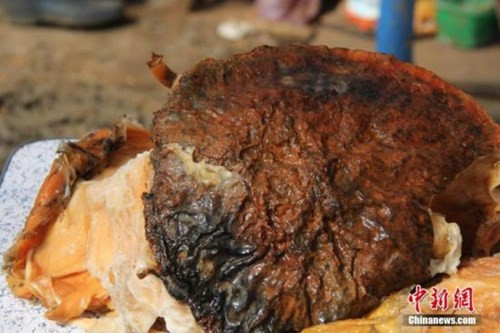 Với tác dụng quý đó, nấm linh chi “taisui” đã được không ít Hoàng đế Trung Quốc săn lùng.