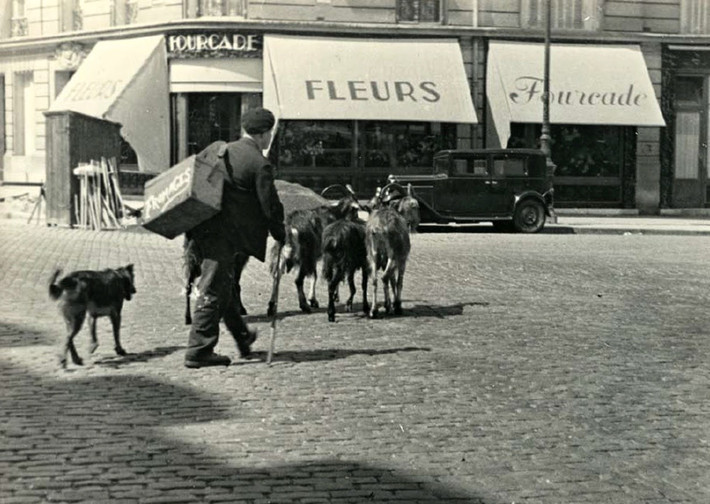 Người đàn ông bán pho mát di chuyển trên đường cùng những chú dê tại thủ đô Paris.