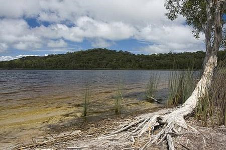 5. Hồ nâu (Australia). Nằm trên đảo North Stradbroke tại Queensland, Hồ nâu không chỉ đặc biệt bởi màu nâu đặc trưng mà còn vì nó là vùng hồ nằm trên những hòn đảo cát. Nước hồ được giữ lại không thấm vào cát là nhờ lớp lá lót dưới đáy hồ.
