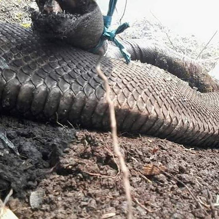 Có thể thấy rõ, hỏa hoạn tác động nghiêm trọng đến môi trường và các loại sinh vật sống trong rừng rậm.