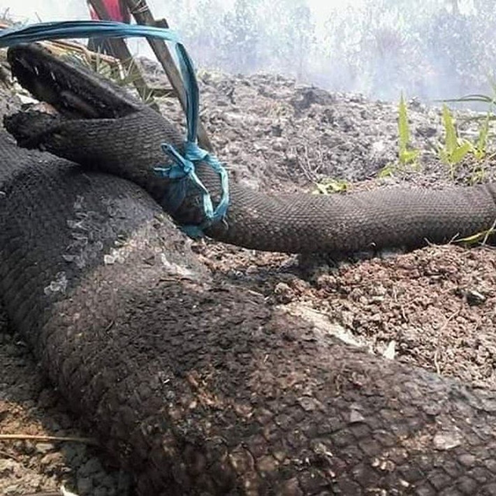 Bên cạnh xác chết của con trăn vua Tangkaluk, cách đó không lâu, tại một đám cháy rừng khác ở Indonesia, người ta cũng tìm thấy nhiều con trăn khổng lồ bị chết cháy, vô cùng thảm thương.