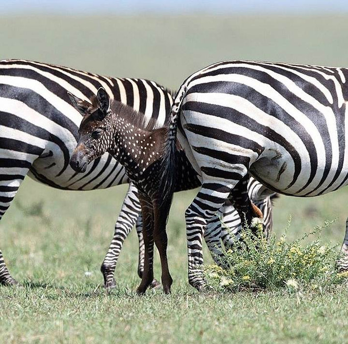 Theo một số chuyên gia, con ngựa vằn kỳ lạ này giống như ngựa quagga, một phân loài đã tuyệt chủng của loài ngựa vằn đồng bằng từng sống tại Nam Phi.
