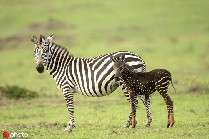 Mới đây, tại khu bảo tồn thiên nhiên và động vật hoang dã Masai Mara, Kenya, hướng dẫn viên đồng thời là một nhiếp ảnh gia nghiệp dư Atony Tira phát hiện một con ngựa vằn đột biến gen có ngoại hình vô cùng kỳ lạ.