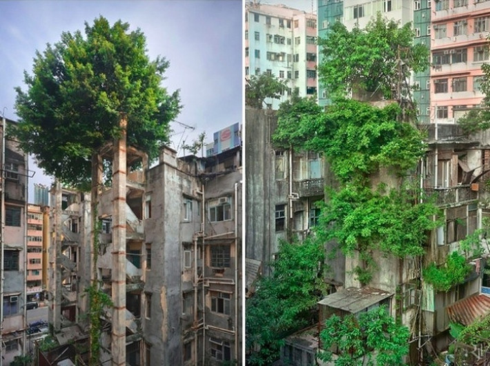 Khi thiên nhiên lấy lại quyền thống trị của mình, nó sẽ khiến con người đi từ ngạc nhiên này đến ngạc nhiên khác.
