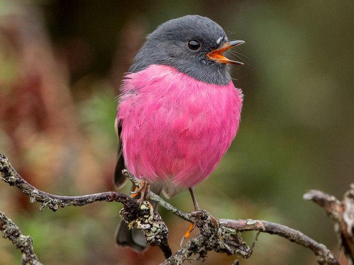 Pink Robin có thân dài 13,5cm, mỏ nhỏ mỏng màu đen và đôi mắt, chân màu nâu sẫm.