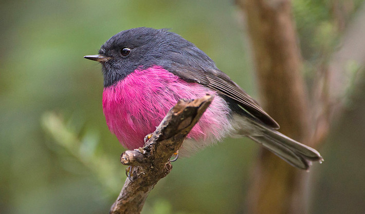 Giống như nhiều loài chim trong họ, những con chim bụng hồng Pink Robin là dị hình giới tính.
