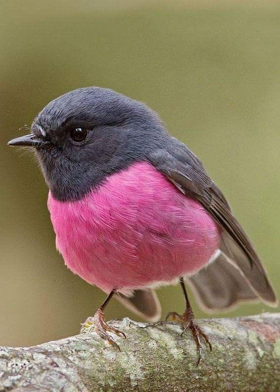 Theo tìm hiểu, chim Pink Robin có tên khoa học là Petroica rodinogaster, một loài chim thuộc họ Petroicidae, là loài bản địa ở Đông Nam Australia.