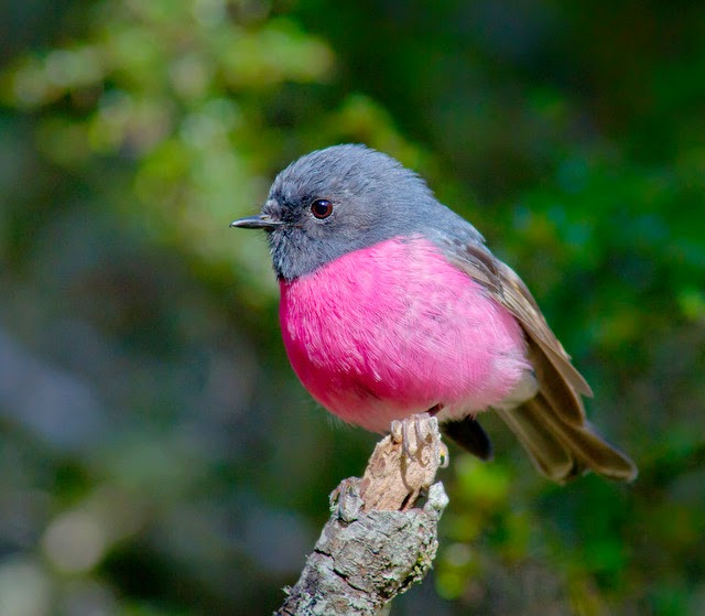 Loài chim này được gọi là chim Pink Robin bởi màu hồng rực rỡ ở phần bụng của nó.