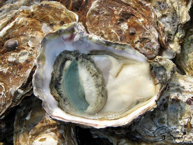 Mức giá bán hàu trên thế giới đa dạng. Có nơi giá hàu chỉ 30.000 đồng - 40.000 đồng/kg, nhưng có những nơi giá bán lên đến 100 USD/con. Hàu được biết là loại hải sản bổ dưỡng, nó được cho là tốt cho sức khỏe của quý ông vì chứa nhiều kẽm giúp tăng cường đời sống tình dục.