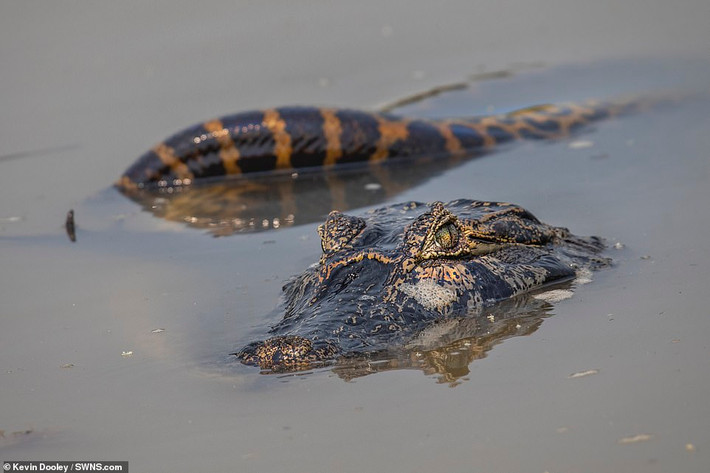 Dù đau đớn và phản kháng dữ dội, cá sấu caiman cũng khó lòng thoát ra khỏi vòng siết của trăn khổng lồ. Trong một khoảnh khắc, cá sấu caiman xoay xở và cắn lại vào thân thể trăn khổng lồ, nó cố gắng găm chặt những chiếc răng vào cổ con trăn, ý đồ đồng sinh cộng tử.