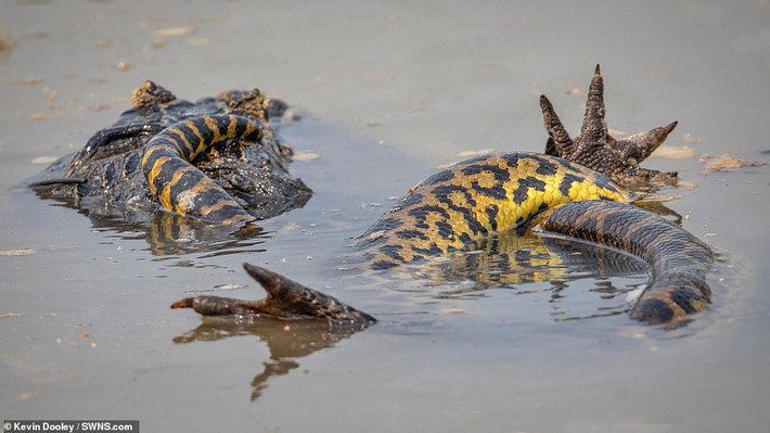 Qua quan sát, nhiếp ảnh gia Kevin thấy rằng, con trăn Anaconda khổng lồ đã siết cá sấu caiman cực chặt, làm gãy tất cả các chân của con mồi.