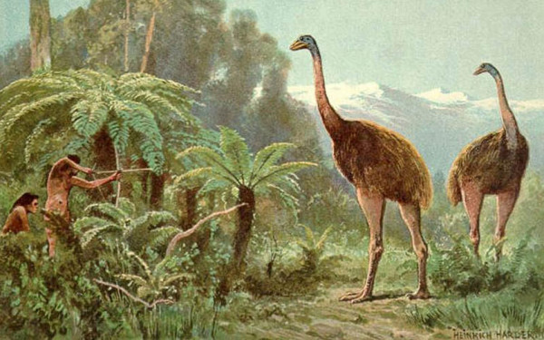 New Zealand là nơi phân bố của loài chim lớn nhất thế giới có tên Moa. Khi trưởng thành, mỗi cá thể Moa có thể cao tới 3,5m và nặng 250 kg. Ảnh: Sciencemag.org.