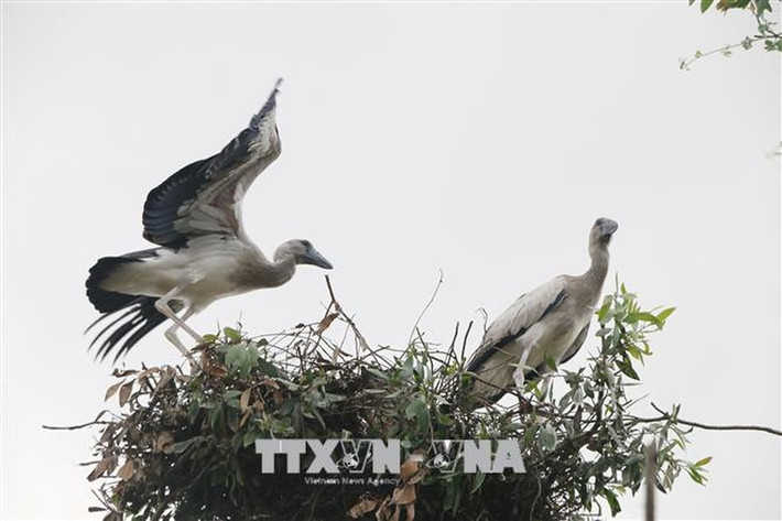 Cò nhạn được xếp vào danh mục loài nguy cấp trong Sách Đỏ Việt Nam. Loài động vật này có nguy cơ tuyệt chủng rất cao nên được giới chức trách và các cơ quan chức năng nỗ lực bảo tồn. Ảnh: TTXVN.
