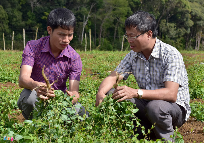 Ông mua củ sâm dây tự nhiên của đồng bào dân tộc Kadong, Mơ Nông (Kon Tum) đào được trong rừng mang về nhân giống.