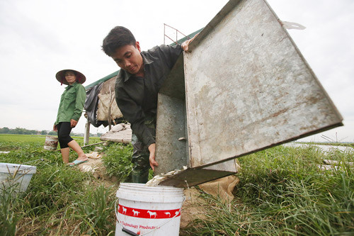 Người nuôi kiểm tra tình trạng sức khỏe của rắn. Rắn cái có thân hình lớn, mũm mĩm hơn con rắn đực. Thức ăn chủ yếu của rắn mòng là cá nhỏ, tôm tép...