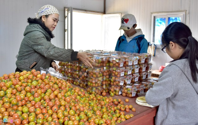 Sau khi thu hoạch, cà chua Sizhuka được đóng gói trong những hộp nhỏ đưa đi tiêu thụ ở các siêu thị trong nước. Doanh nghiệp này đã liên kết với đối tác Nhật Bản chuyển giao công nghệ và cam kết bao tiêu sản phẩm xuất khẩu trong tương lai gần.