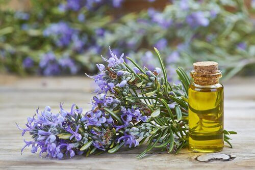 Tạo hỗn hợp từ 4-5 giọt dầu hương thảo và 1 thìa dầu dừa. Bôi lên tóc và để yên trong 40 phút rồi gội sạch.