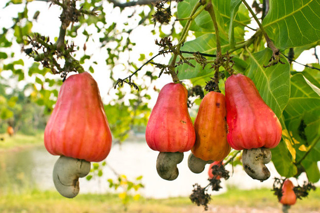 3. Trong hạt điều “thô”, chưa qua chế biến có chứa Urushiol, một chất độc hại cho sức khỏe con người, thậm chí có thể gây tử vong nếu ăn sống.