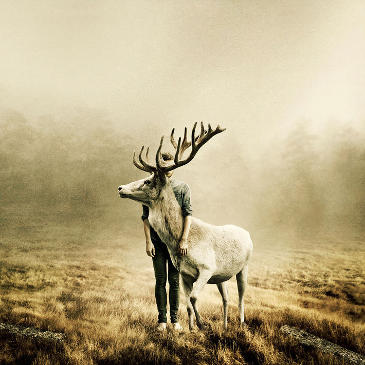 Theo Martin Stranka, tất cả những câu chuyện giải cứu động vật hoang dã mà ăn gặp được đều có kết thúc có hậu. Những con vật bị thương, bị mua bán trái phép đều hồi phục rất tốt sau khi được cứu. (Nguồn Bored Panda)