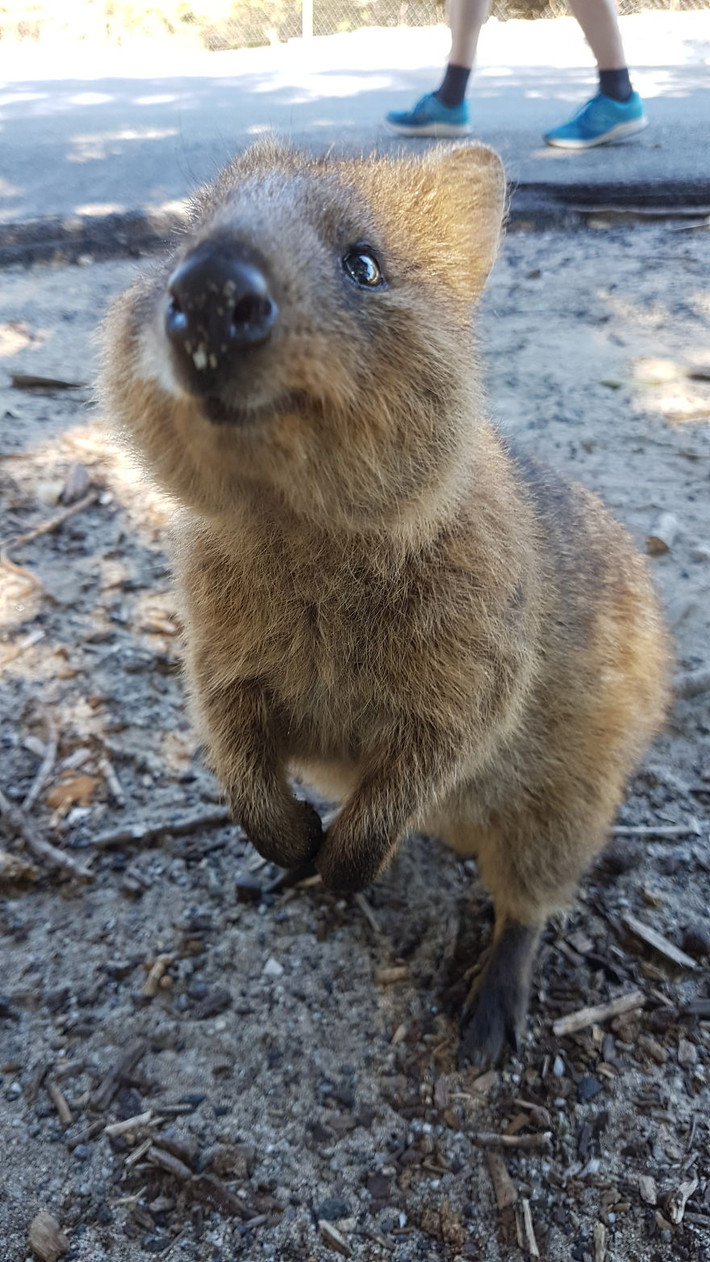Quokkas đáng yêu nhưng cũng rất dễ tổn thương, hơn nữa số lượng loài trong thiên nhiên hoang dã không ngừng giảm do bị thu hẹp môi trường sống. Vì thế chúng cần được chăm sóc, bảo vệ, bảo tồn một cách chu đáo. (Nguồn Bored Panda)