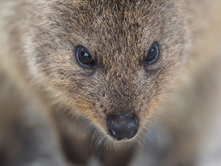 Với tính cách thân thiện, Quokkas không nề hà trong việc làm quen với con người, chúng sẵn sàng làm du khách vui vẻ bằng khuôn mặt và hành động đáng yêu của mình. (Nguồn Bored Panda)