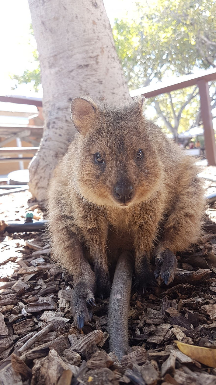 Trên thế giới có một loài động vật đáng yêu mang cái tên lạ lùng, Quokkas. Có tên khoa học là Setonix brachyurus, đây là một loài động vật có vú trong họ Macropodidae, bộ Hai răng cửa. Chúng là một loài thú có túi nhỏ, có họ hàng với kangaroo. (Nguồn Bored Panda)
