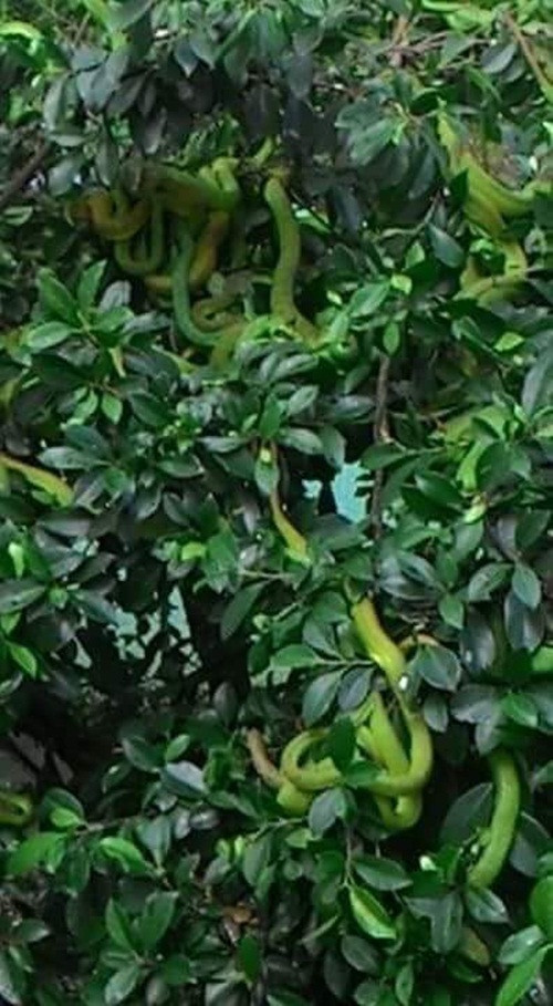 Có thể thấy những con rắn này có màu xanh lá, lẫn vào những tán lá rậm rạp của cây. Tuy vậy do số lượng quá nhiều, những thân rắn vẫn lộ ra rõ ràng đầy ghê rợn. Vì quá nhiều, những con rắn khiến cành cây yếu oằn mình xuống gần chạm đất. (Nguồn Brilio)