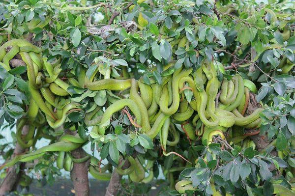Rắn lục đuôi đỏ, tên khoa học là Trimeresurus albolabris, thuộc họ Rắn lục - Viperidae, bộ Có vảy - Squamata. (Ảnh: Jokeroo)