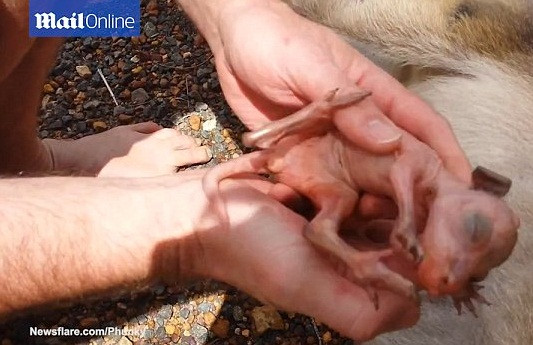 Tuy rằng không biết con kangaroo sơ sinh có thể sống sót được hay không nhưng hành động anh hùng của cặp vợ chồng người Australia đã khiến nhiều người tán dương, cảm phục. (Nguồn Dailymail)