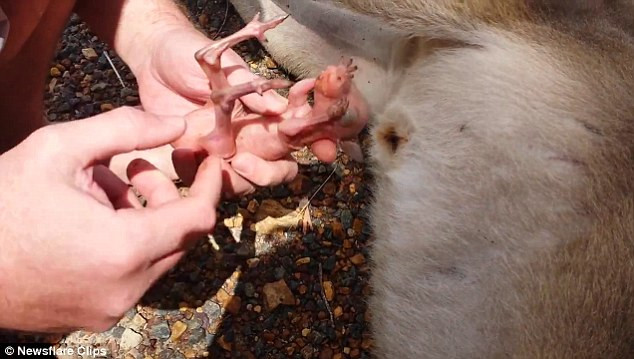 Đáng tiếc, con kangaroo mẹ đã chết, trong túi bụng vẫn còn đang mang một con kangaroo đỏ hỏn, chưa mở mắt. (Nguồn Dailymail)