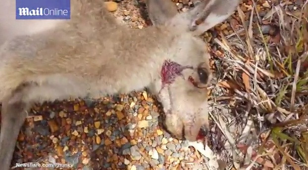 Trong hình là con kangaroo mẹ xấu số qua đời do một tai nạn xe. (Nguồn Dailymail)