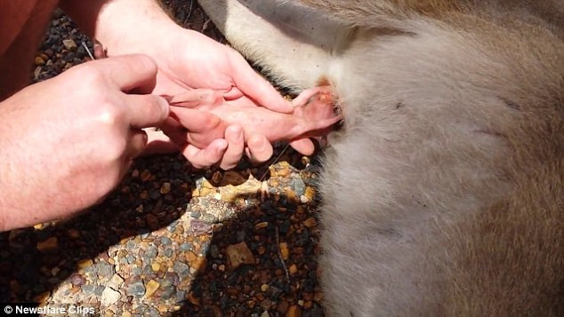 Theo chia sẻ, khi đang đi trên đường, cặp vợ chồng này thấy một con kangaroo nằm bất động trên đường, đầu vẫn còn dính máu. Người chồng vội dừng xe và xem còn có thể cứu sống được con kangaroo đáng thương hay không. (Nguồn Dailymail)