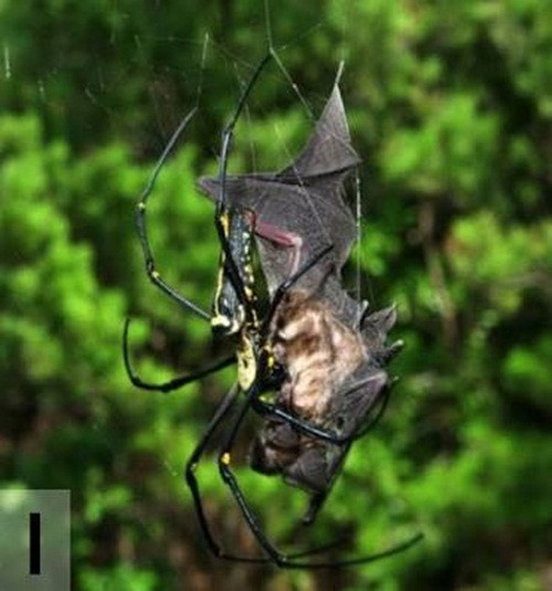 Nhện Nephila còn được gọi là nhện quả cầu vàng, thợ dệt, nhện gỗ khổng lồ, hoặc nhện chuối. Trong ảnh là cảnh tượng một con nhện Nephila xơi tái một con dơi trưởng thành.