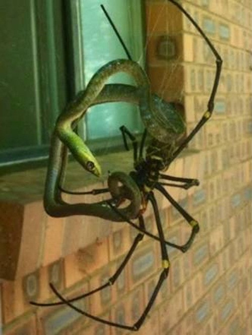 Đáng sợ hơn, những con nhện cái Nephila cái có kích thước to gấp rất nhiều lần nhện đực. Đồng thời, những con cái cũng tàn ác, máu lạnh và hung dữ hơn nhiều. Trong ảnh là cảnh tượng nhện Nephila xử đẹp một con rắn xấu số.