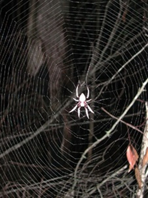 Nọc độc của nhện Nephila có tác dụng đầu độc thần kinh tương tự như nọc độc của nhện góa phụ đen nhưng không nguy hiểm bằng. Các vết cắn của Nhện Nephila gây đau tại chỗ, đỏ, và mụn nước nhưng sẽ tiêu biến nhanh, không để lại hậu quả nặng nề.