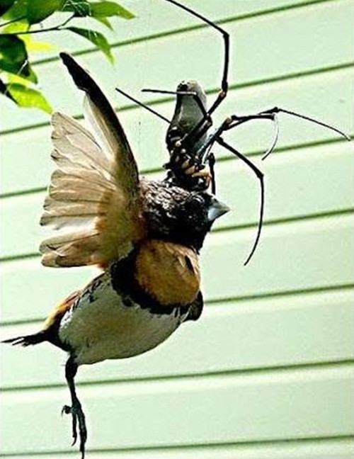 Nguồn gốc ở Australia nhưng có mặt khắp châu Á, châu Phi và châu Mỹ, nhện Nephila là nỗi ám ảnh kinh hoàng của những loài động vật nhỏ, đặc biệt là những con chim hiền lành, xinh xắn.
