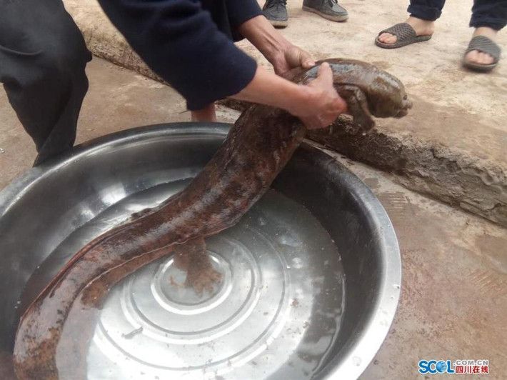 Lúc đầu, những người đánh bắt được kỳ nhông khổng lồ tưởng nó là một loại cá da trơn kỳ lạ. Tuy nhiên sau khi báo cáo với chính quyền, các chuyên gia đã xuống tận nơi và xác định đây đích thức là loài kỳ nhông hoang dã quý hiếm. (Nguồn Sina)