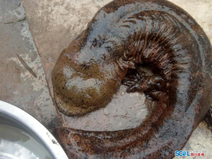 Mới đây, trên đoạn sông Xích Thủy thuộc Lô Châu, Tứ Xuyên, Trung quốc, người dân địa phương đã bắt được một con kỳ nhông khổng lồ, quý hiếm gây xôn xao dư luận. (Nguồn Sina)
