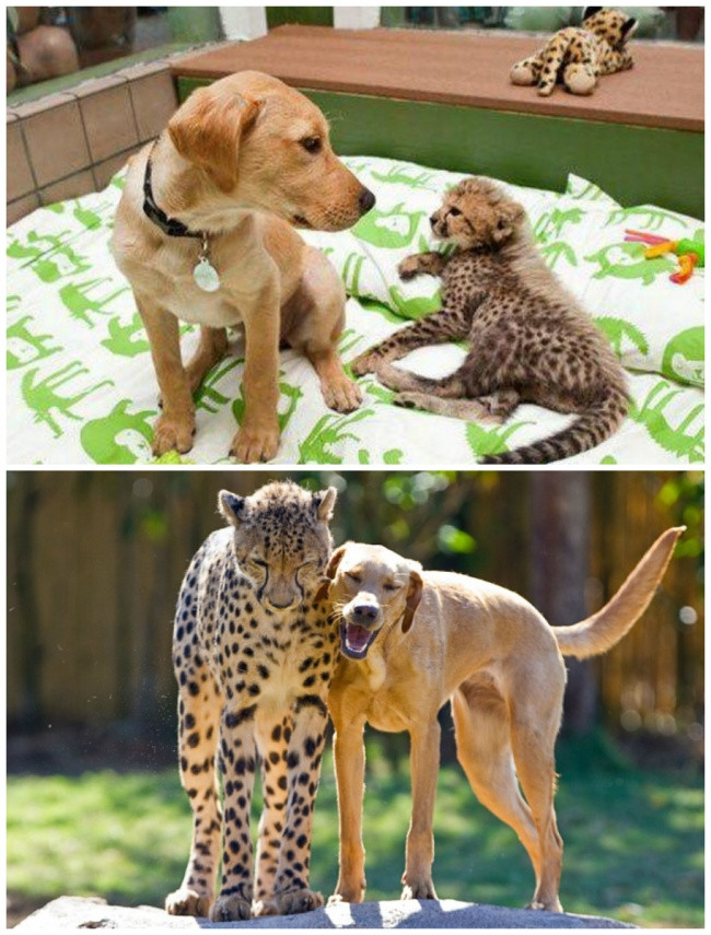 Kasi là một con báo đốm mồ côi, từ tấm bé đã kết bạn với Mtani, một chú chó the Labrador thân thiện. Khi lớn lên, cả Kasi và Mtani đều có những mối quan tâm riêng nhưng vẫn rất gắn bó với nhau. (Nguồn Brighside)