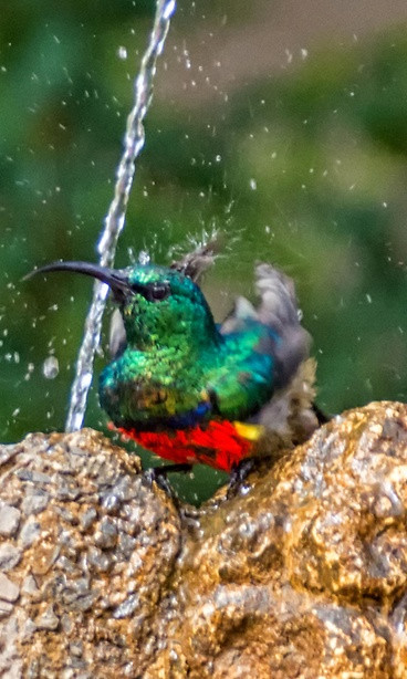 Được biết, những con chim này thuộc loài chim mặt trời (sunbirds), họ chim Hút mật, là một họ trong bộ Sẻ chứa các loài chim nhỏ. Trong tiếng Việt, loài chim này có tên gọi chung là chim hút mật, chim bắp chuối. (Nguồn Sina)