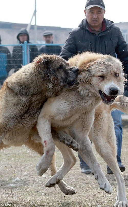 Theo ghi nhận thì ở Trung Quốc cũng có chọi chó nhưng quy mô không lớn như ở Kyrgyzstan. (Nguồn Dailymail)